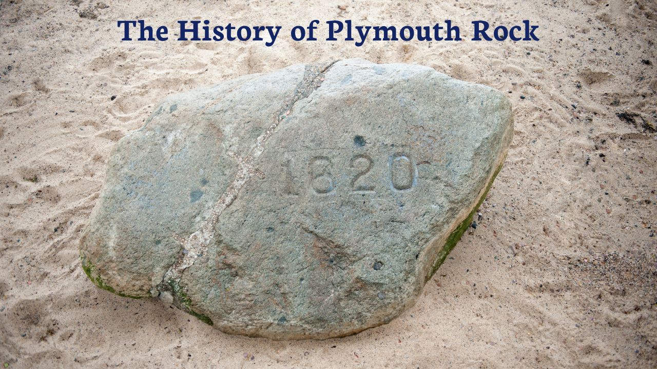 Featured image for “Plymouth Rock”